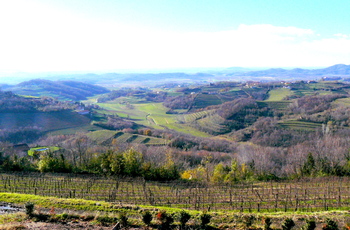 Collio vineyards.JPG